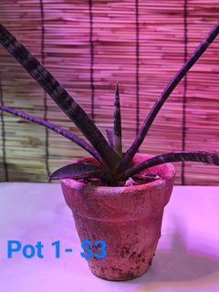 (Category: ) located in . Submitted by jinnhiko (Listing ID 1345253592, Image 1). Description: .