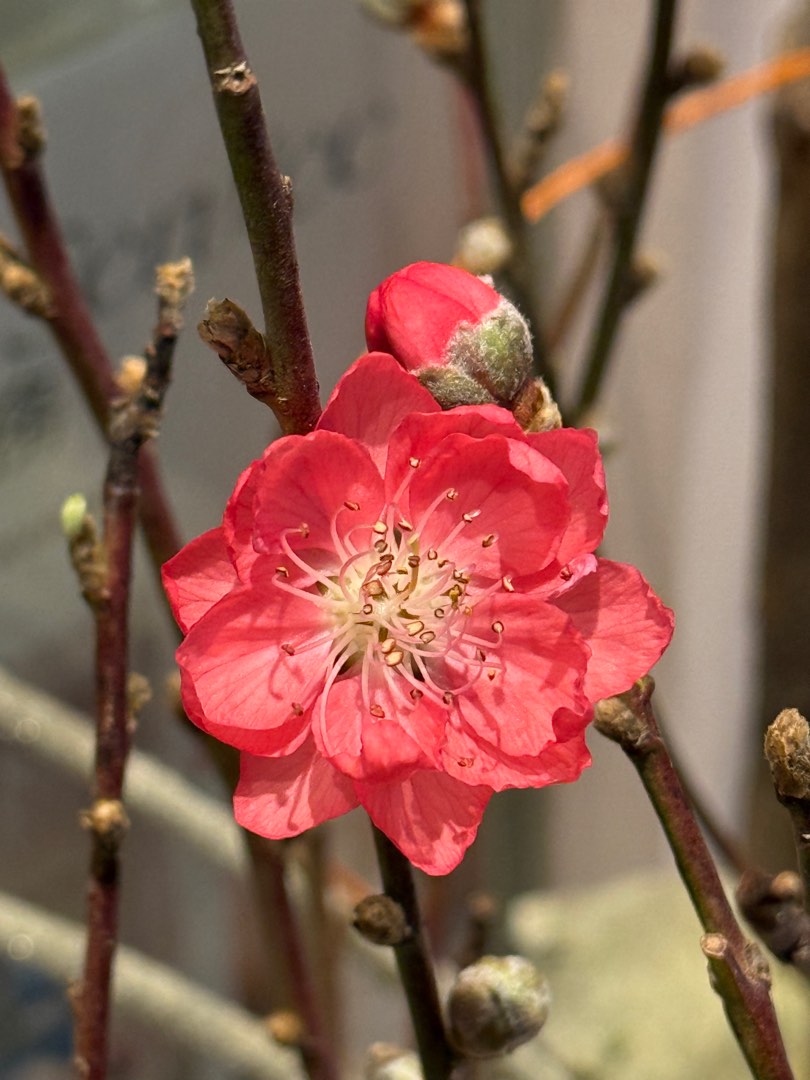 桃花枝, 興趣及遊戲, 手作&自家設計, 文具及工藝 - 花 - Carousell