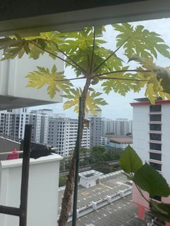 (Category: ) located in . Submitted by jackalyeo (Listing ID 1350409711, Image 1). Description: .