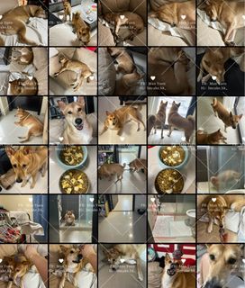 （分類：）位於 。 由 manyuenl 提交（商品編號 1345466625，圖片 1）。簡介： 。