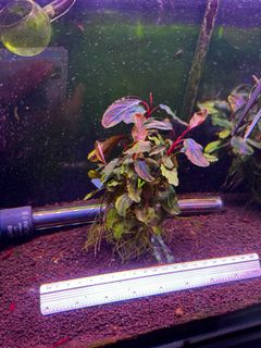 （分類：）位於 。 由 issac8545652 提交（商品編號 1345485760，圖片 1）。簡介： 。