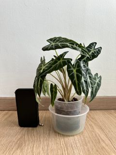 (Category: ) located in . Submitted by hdb_gardener (Listing ID 1345319858, Image 1). Description: .
