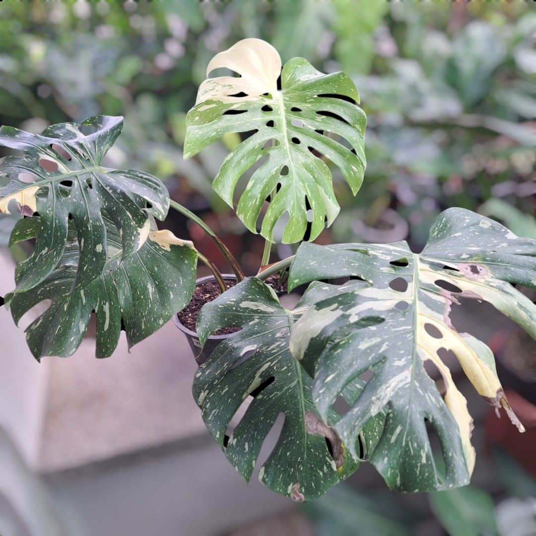 Monstera Deliciosa Thai Constellation 5 leaves (Category: Plants & Seeds) located in Quezon City. Submitted by lixire (Listing ID 1345339203, Image 1). Description: Local acclimated.