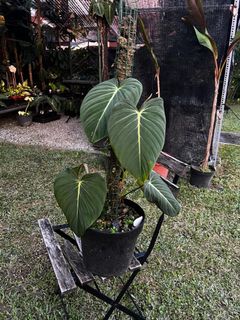 (Category: ) located in . Submitted by greenlab_kl (Listing ID 1345407992, Image 1). Description: .