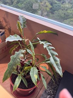 (Category: ) located in . Submitted by philodendron_lady (Listing ID 1345422234, Image 1). Description: .