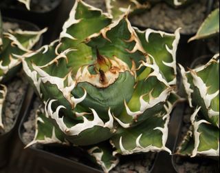 （分類：）位於 。 由 lap.greenspace 提交（商品編號 1345555713，圖片 1）。簡介： 。