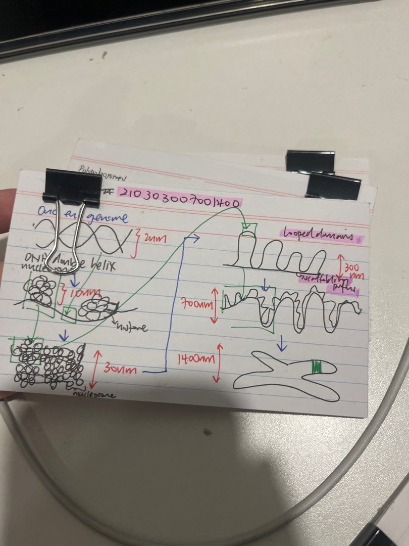 Flashcard Notes (Category: Assessment Books) located in Singapore. Submitted by theskyisfallinggg (Listing ID 1345720510, Image 2). Description: H2 CHEM AND H2 BIO, Certain chapters only. $3 each topic.