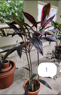 (Category: ) located in . Submitted by cinceliatan (Listing ID 1335918106, Image 1). Description: .