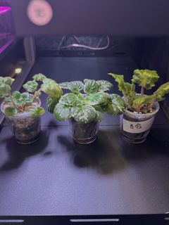 （分類：）位於 。 由 cc_agave 提交（商品編號 1345769662，圖片 1）。簡介： 。