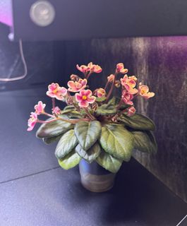 （分類：）位於 。 由 cc_agave 提交（商品編號 1341916561，圖片 1）。簡介： 。