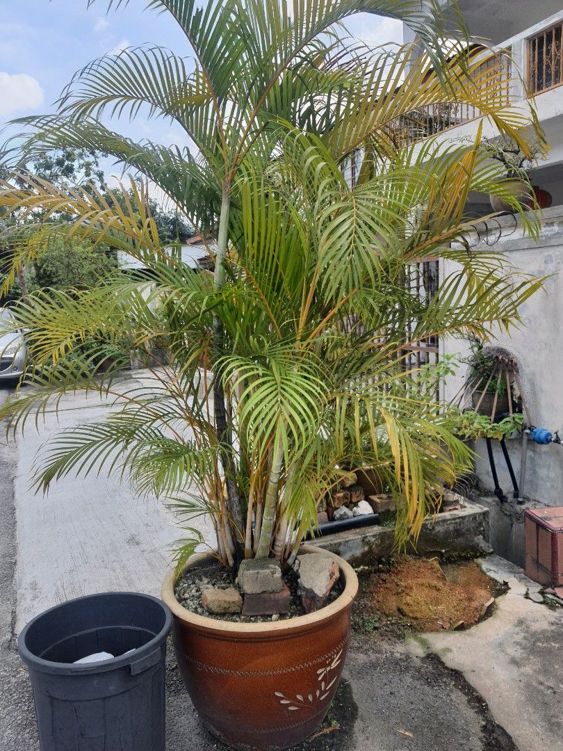 Areca Yellow Butterfly Palm, Furniture & Home Living, Gardening, Plants ...