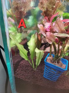 (Category: ) located in . Submitted by jackofallplants (Listing ID 1345893589, Image 1). Description: .
