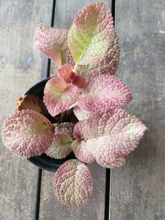 (Category: ) located in . Submitted by plantlover13 (Listing ID 1345723868, Image 1). Description: .