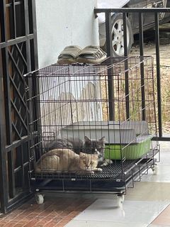 (Category: ) located in . Submitted by wanie993 (Listing ID 1345762399, Image 1). Description: .