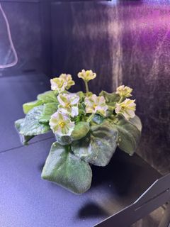 （分類：）位於 。 由 cc_agave 提交（商品編號 1345993909，圖片 1）。簡介： 。
