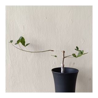 (Category: ) located in . Submitted by HomeGreenery (Listing ID 1346045398, Image 1). Description: .