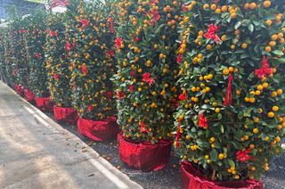 (Category: ) located in . Submitted by greentopia_pte_ltd (Listing ID 1345959430, Image 1). Description: .