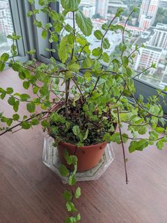 (Category: ) located in . Submitted by bekkeroni (Listing ID 1346072559, Image 1). Description: .
