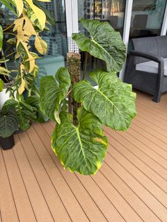 (Category: ) located in . Submitted by esteest (Listing ID 1345923963, Image 1). Description: .