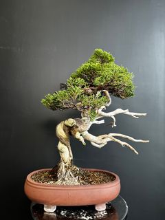 （分類：）位於 。 由 planplust_bonsai 提交（商品編號 1346220189，圖片 1）。簡介： 。