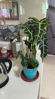 (Category: ) located in . Submitted by chiampion (Listing ID 1346114986, Image 1). Description: .