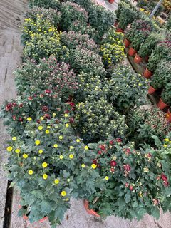 (Category: ) located in . Submitted by gardenfunfarm (Listing ID 1346268007, Image 1). Description: .