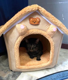 (Category: ) located in . Submitted by bunnytini (Listing ID 1346120585, Image 1). Description: .