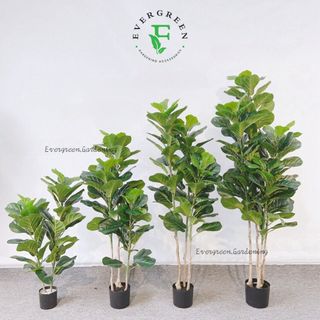 (Category: ) located in . Submitted by evergreen_gardening (Listing ID 1310656413, Image 1). Description: .