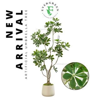 (Category: ) located in . Submitted by evergreen_gardening (Listing ID 1324046422, Image 1). Description: .