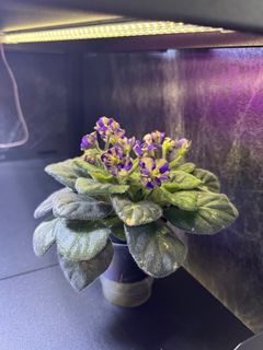 （分類：）位於 。 由 cc_agave 提交（商品編號 1346449618，圖片 1）。簡介： 。