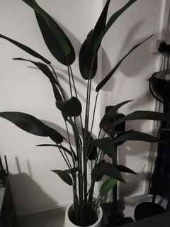 (Category: ) located in . Submitted by jebato (Listing ID 1346361866, Image 1). Description: .