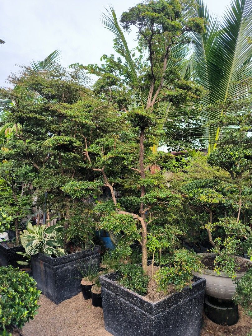 Bonsai (Category: Plants & Seeds) located in Caloocan City. Submitted by mhayn (Listing ID 1346318501, Image 3). Description: Bonsai tree for Japanese garden/minimalist prices depend on plant size #minimalist #modern #japanesegarden #zengarden.