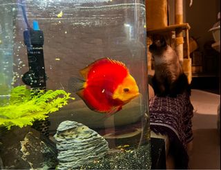(Category: ) located in . Submitted by bear.cat (Listing ID 1346346482, Image 1). Description: .