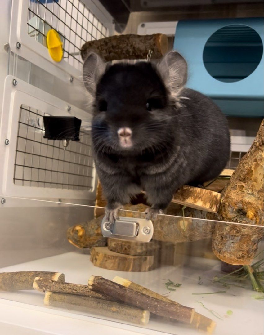 Chinchilla Boarding Service, Lifestyle Services, Pet Care Services