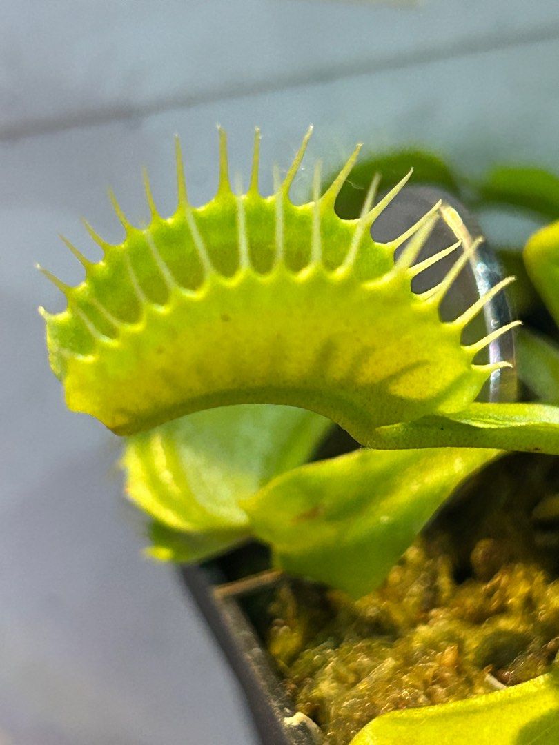 Dionaea Muscipula | Venus flytrap | Carnivorous Plant (Category: Plants & Seeds) located in Manila. Submitted by robbC (Listing ID 1397541066, Image 1). Description: Venus Flytrap | Dionaea Muscipula | Carnivorous Plant 🪴G14 x B52 - Available in M, L and XLsizes! Looking for a unique and fascinating plant? The Venus Flytrap (Dionaea muscipula) is a must-have! This carnivorous plant is perfect for beginners and collectors alike. Live, healthy, an