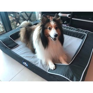 （分類：）位於 。 由 tl1018 提交（商品編號 1397533158，圖片 1）。簡介： 。