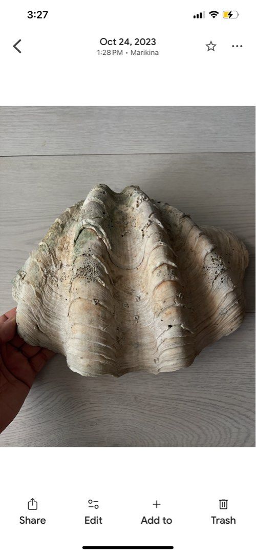 Taklobo (Large Clam Shell) (Category: Wall Decor) located in Manila. Submitted by vince281973 (Listing ID 1397490503, Image 2). Description: - Large clam shell - Unique textured surface - Natural patterns - Light beige color with green accents - Decorative piece - Weight: 4.3kg - Disclaimer: Found this in our property tenanted by shell handicraft business more 30 yrs ago. .