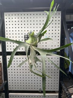 （分類：）位於 。 由 little.bee.bee 提交（商品編號 1397642248，圖片 1）。簡介： 。