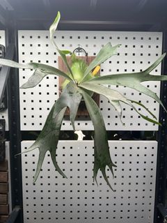 （分類：）位於 。 由 little.bee.bee 提交（商品編號 1397644770，圖片 1）。簡介： 。