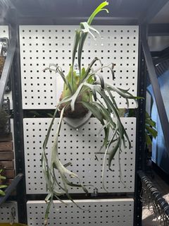（分類：）位於 。 由 little.bee.bee 提交（商品編號 1397631219，圖片 1）。簡介： 。