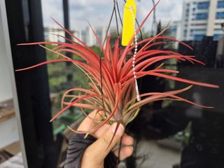 (Category: ) located in . Submitted by qqgarden (Listing ID 1397651280, Image 1). Description: .