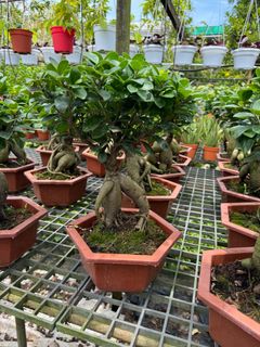 (Category: ) located in . Submitted by gardenfunfarm (Listing ID 1397713793, Image 1). Description: .