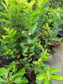 (Category: ) located in . Submitted by gardenfunfarm (Listing ID 1397716593, Image 1). Description: .