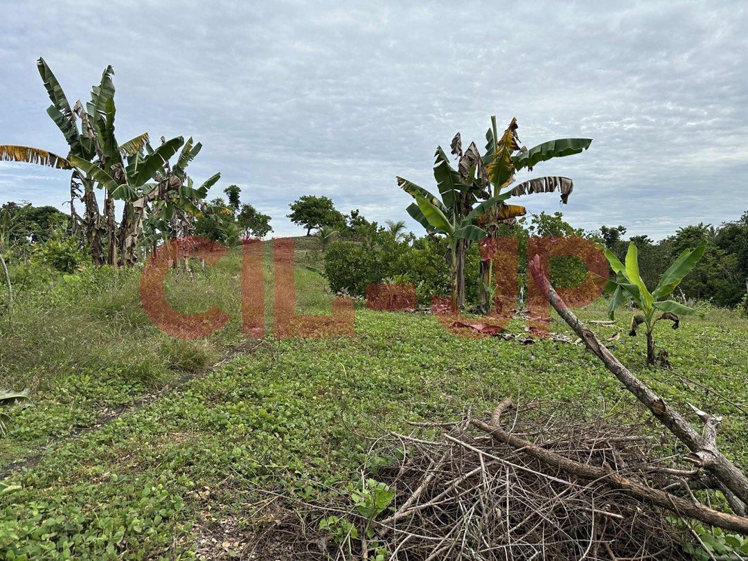 7 HECTARES FOR SALE IN CDO (Category: Lot) located in Makati City. Submitted by skyflakes123 (Listing ID 1397895413, Image 2). Description: 🌿 7-Hectare Land for Sale – Sitio Upper Kiam-is, Lumbia, Cagayan de Oro City 📍 Property Overview A peaceful 7-hectare property located in Sitio Upper Kiam-is, Lumbia, Cagayan de Oro City, accessible via the main road — about 10 minutes’ walk from the main road access point. Ideal for farming, eco-living, hi