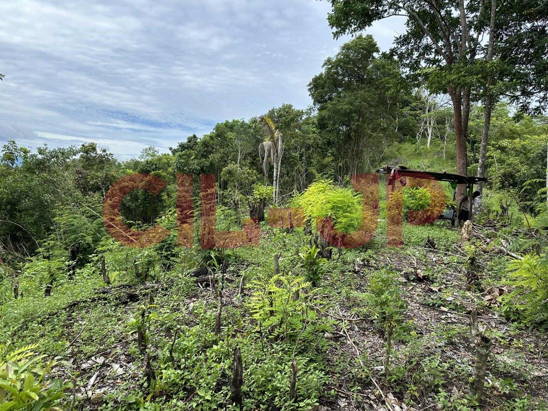 7 HECTARES FOR SALE IN CDO (Category: Lot) located in Makati City. Submitted by skyflakes123 (Listing ID 1397895413, Image 3). Description: 🌿 7-Hectare Land for Sale – Sitio Upper Kiam-is, Lumbia, Cagayan de Oro City 📍 Property Overview A peaceful 7-hectare property located in Sitio Upper Kiam-is, Lumbia, Cagayan de Oro City, accessible via the main road — about 10 minutes’ walk from the main road access point. Ideal for farming, eco-living, hi