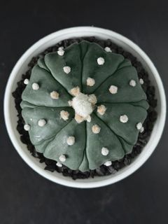 (Category: ) located in . Submitted by cactus.amplified (Listing ID 1397887793, Image 1). Description: .