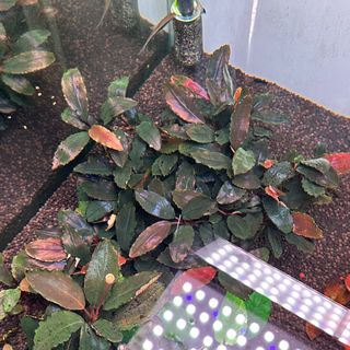 (Category: ) located in . Submitted by patatamash (Listing ID 1397845043, Image 1). Description: .
