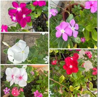 (Category: ) located in . Submitted by shivsai11 (Listing ID 1397888044, Image 1). Description: .