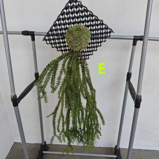 (Category: ) located in . Submitted by fatinaplants (Listing ID 1397972981, Image 1). Description: .