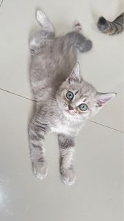 (Kategori: ) berada di . Dikirim oleh vaneshahi (ID iklan 1397839575, Gambar 1). Deskripsi: .
